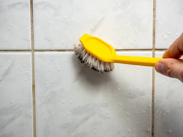 Best Professional Mold Removal  in Oyster Bay Cove, NY
