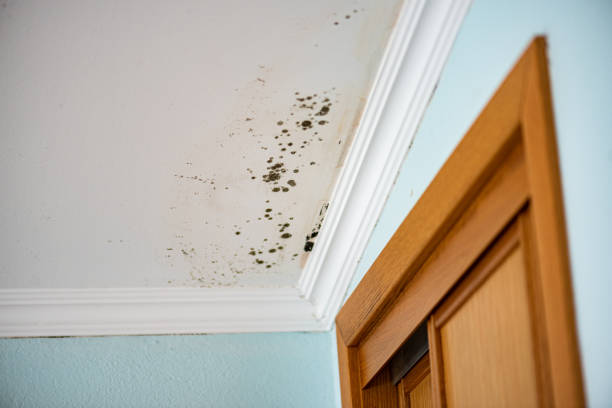 Best Commercial Mold Removal  in Oyster Bay Cove, NY