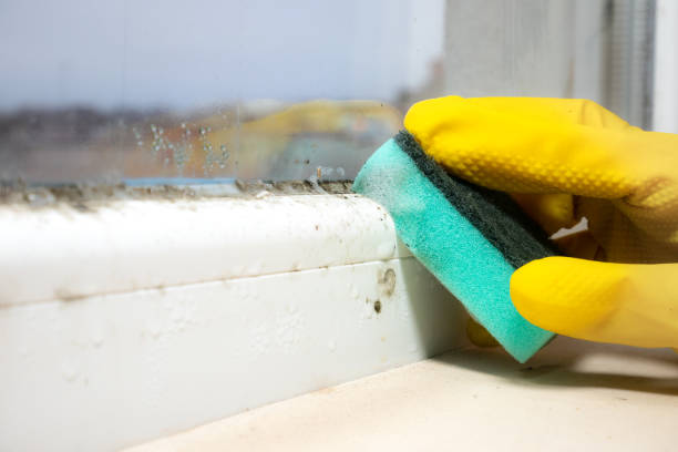 Best Attic Mold Removal  in Oyster Bay Cove, NY