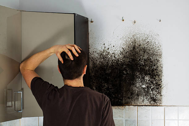 Best Fast Mold Removal  in Oyster Bay Cove, NY