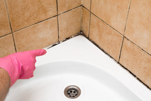 Mold Removal Process in Oyster Bay Cove, NY